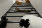 【ねこ密度高すぎ】朝起きて寝室のドアを開けると…5匹の猫が階段をジャック→なんと25匹の猫が暮らす大家族のお家だった