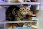 冷蔵庫の中でくつろぐ猫の姿が可愛すぎる！暑くて涼んでいるのかと思いきや…冬でも猫が冷蔵庫に入りたがる理由とは？