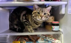 冷蔵庫の中でくつろぐ猫の姿が可愛すぎる！暑くて涼んでいるのかと思いきや…冬でも猫が冷蔵庫に入りたがる理由とは？