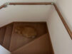 階段で寝ていたら保護色になってしまった茶トラ猫さん、あまりの同化っぷりに「これは踏んでしまいそう」「ステルスニャンコ」の声