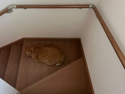 階段で寝ていたら保護色になってしまった茶トラ猫さん、あまりの同化っぷりに「これは踏んでしまいそう」「ステルスニャンコ」の声