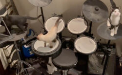 ドラムの上が保護猫ちゃんたちの遊び場に！飼い主さんは音楽教室の先生→ボランティアで猫を預かるその理由とは？