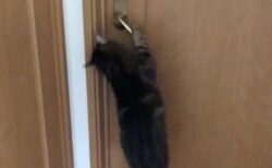 猫がジャンプで開き戸を開ける驚きの瞬間！レバーハンドルをギリギリまで離さない猫ちゃんの手際が鮮やかすぎる