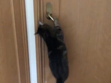 猫がジャンプで開き戸を開ける驚きの瞬間！レバーハンドルをギリギリまで離さない猫ちゃんの手際が鮮やかすぎる