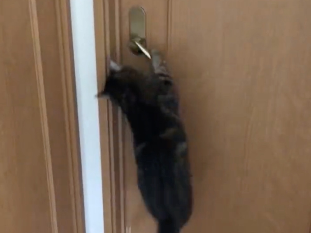 猫がジャンプで開き戸を開ける驚きの瞬間！レバーハンドルをギリギリ