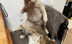 猫が猫に対してマウントポジション取る珍しい事案が発生、喧嘩する気マンマンなのかと思いきや…猫が馬乗りになった意外な真相とは？
