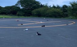 猫たちが夕方になるとヘリポートを占拠する…その意外な理由とは？日本有数の猫島、田代島にはこの時期見られる珍しい風物詩があった
