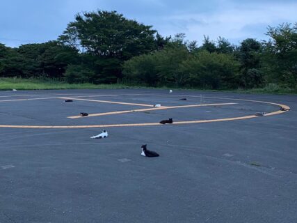 猫たちが夕方になるとヘリポートを占拠する…その意外な理由とは？日本有数の猫島、田代島にはこの時期見られる珍しい風物詩があった