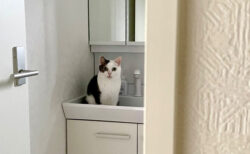 【待ってましたニャ】毎朝、洗面台で待機している猫ちゃんの姿が可愛すぎる→飼い主さんが起きてくるのを待つ意外な理由とは？