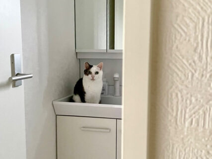 【待ってましたニャ】毎朝、洗面台で待機している猫ちゃんの姿が可愛すぎる→飼い主さんが起きてくるのを待つ意外な理由とは？