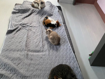 引越し作業で忙しい飼い主さんに、4匹の猫が添い寝フォーメーションを仕掛ける→果たしてこの誘惑に打ち勝つことはできたのか…？