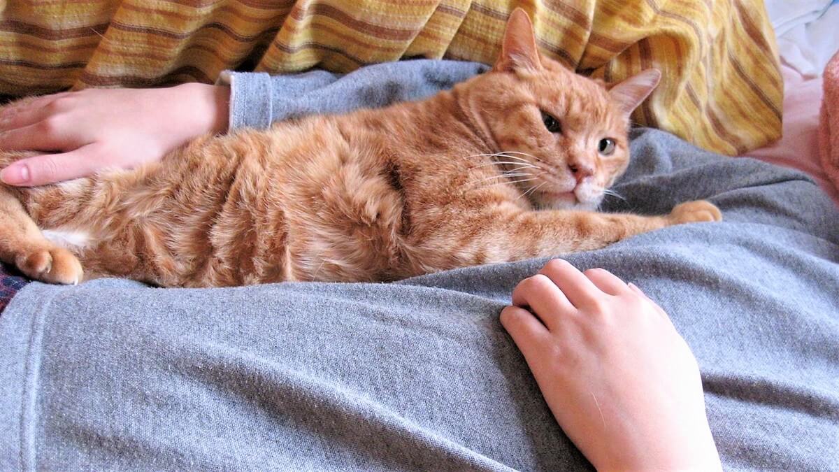 人間と添い寝をする茶トラ猫のイメージ写真