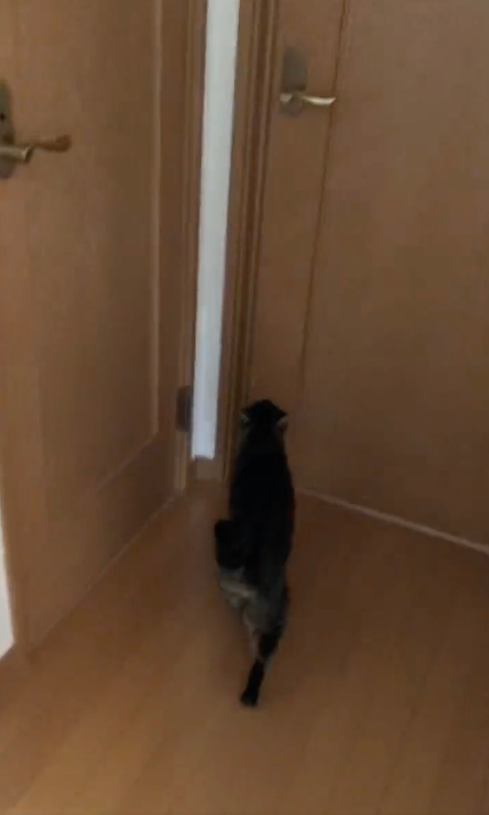 ドアの前でスタンバイする猫