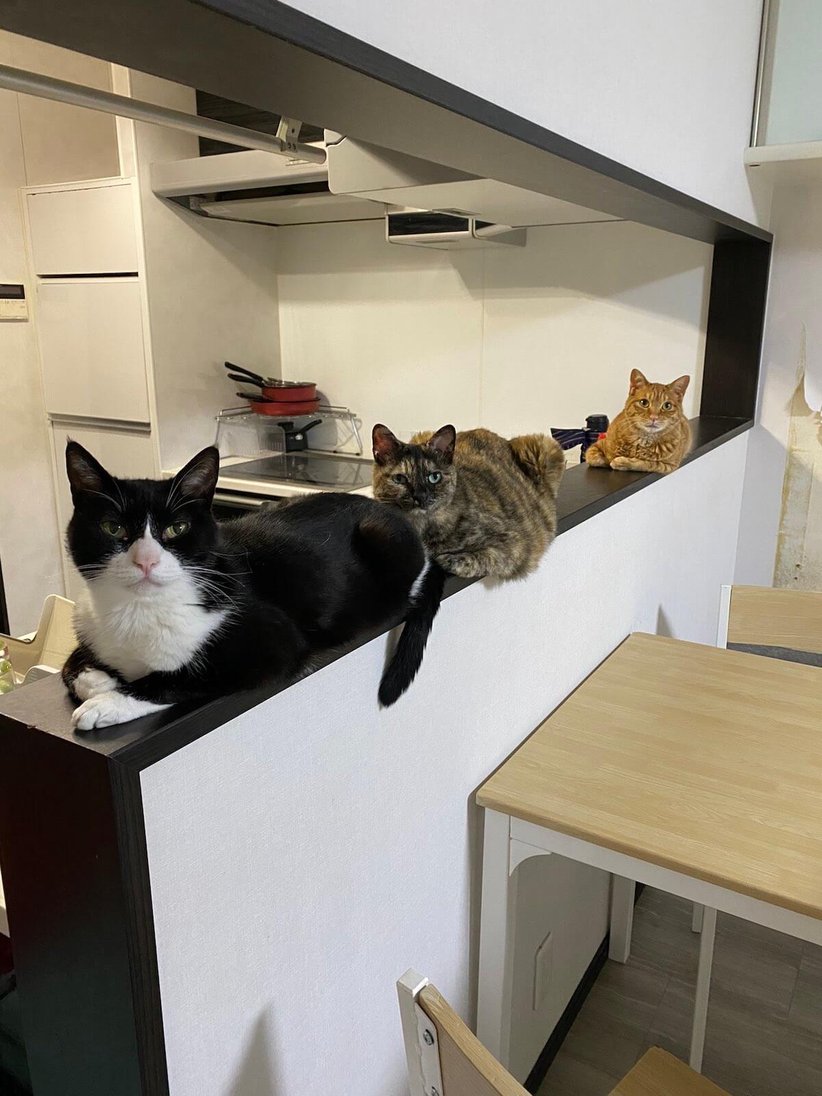 キッチンに集まる猫