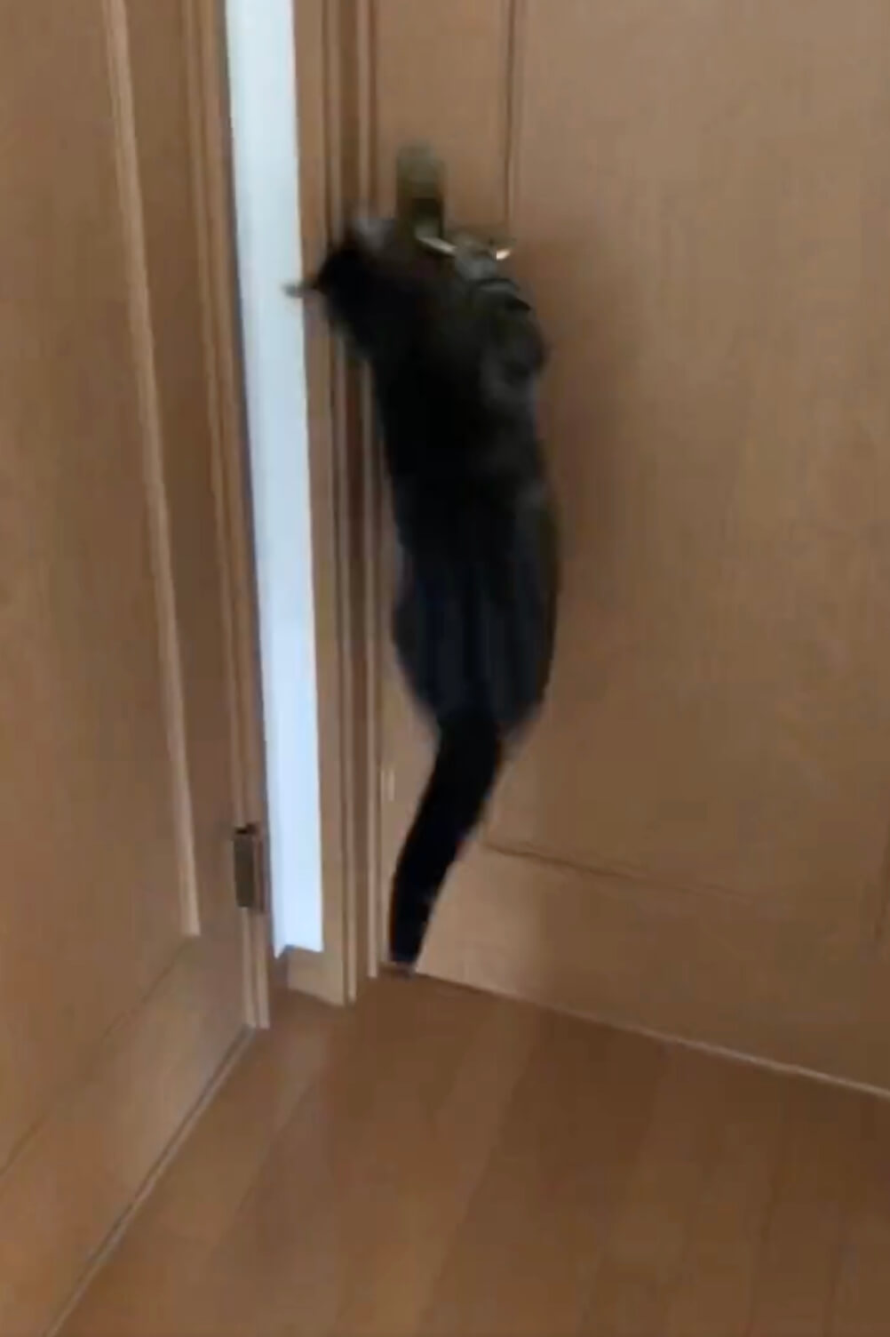 開き戸のレバーハンドルに手を掛ける猫
