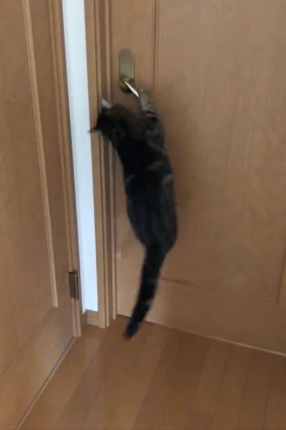 ジャンプしてレバーハンドルに手を掛け開き戸を開く猫