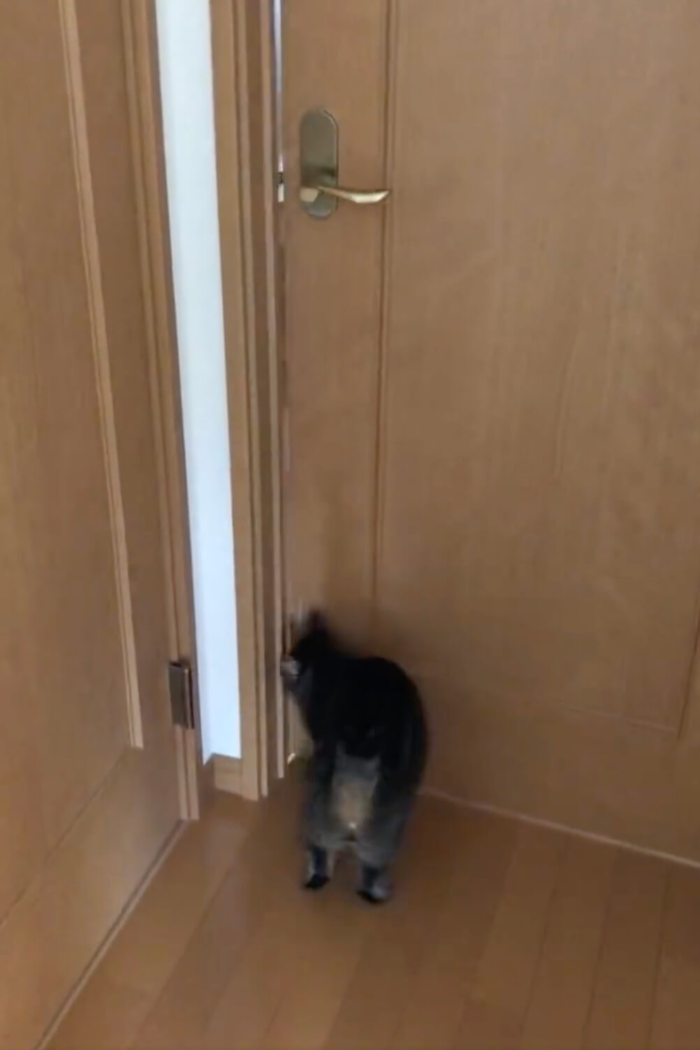 開き戸を開けて侵入する猫