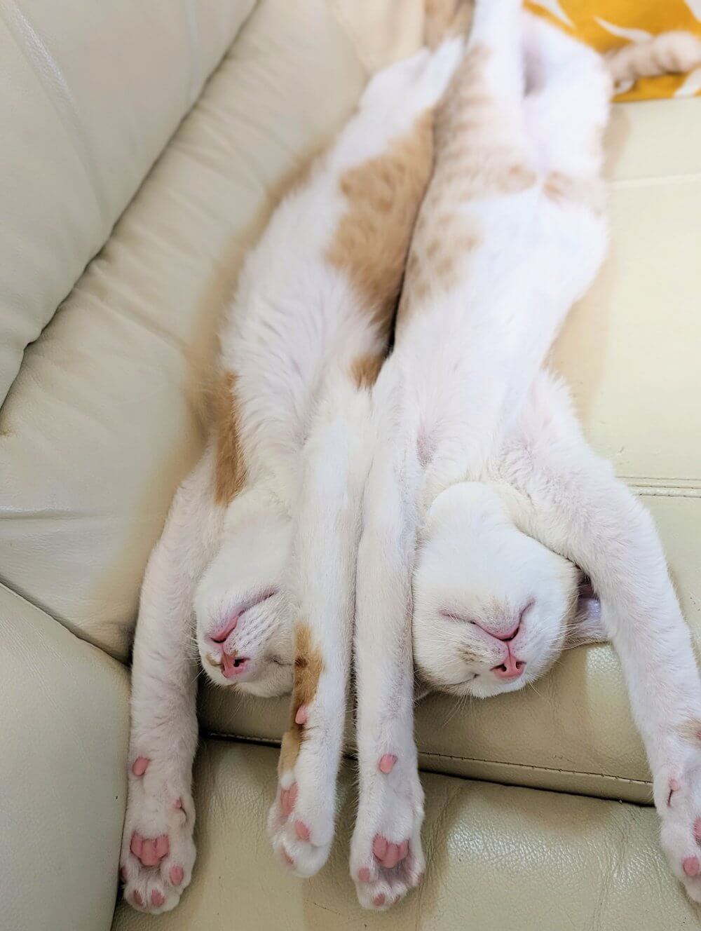 一緒のポーズで眠るシンクロ兄弟猫