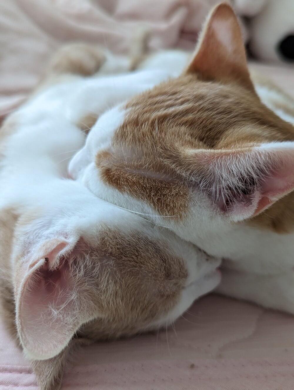 顔を乗せ合って眠る仲良し兄弟猫