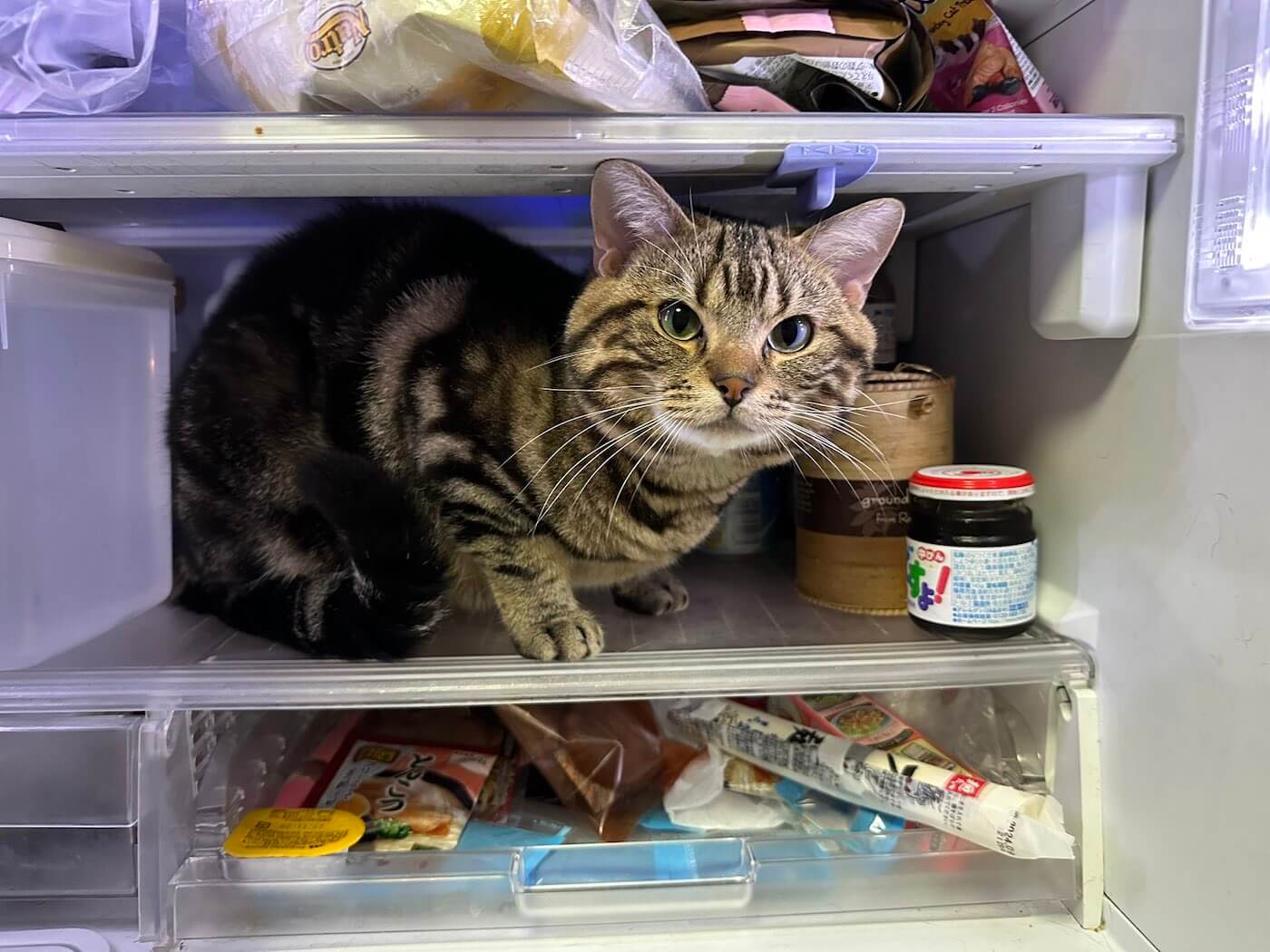 冷蔵庫の中に入るのが好きな猫