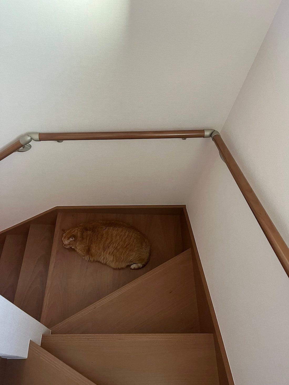 階段の色に紛れて同化している茶トラ猫