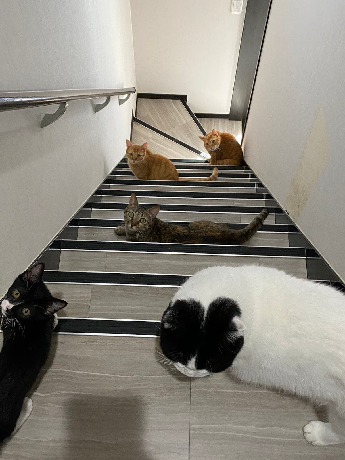 家の階段にたむろする5匹の猫