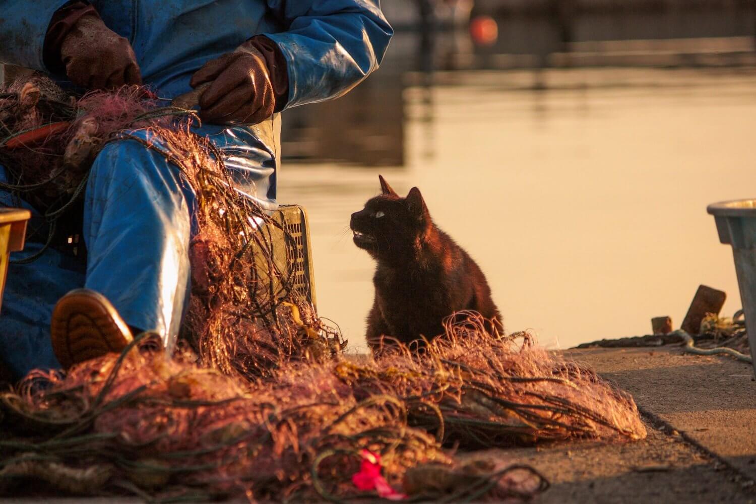 田代島の漁師さんから魚をもらおうとする猫の写真 by あおちおさむ