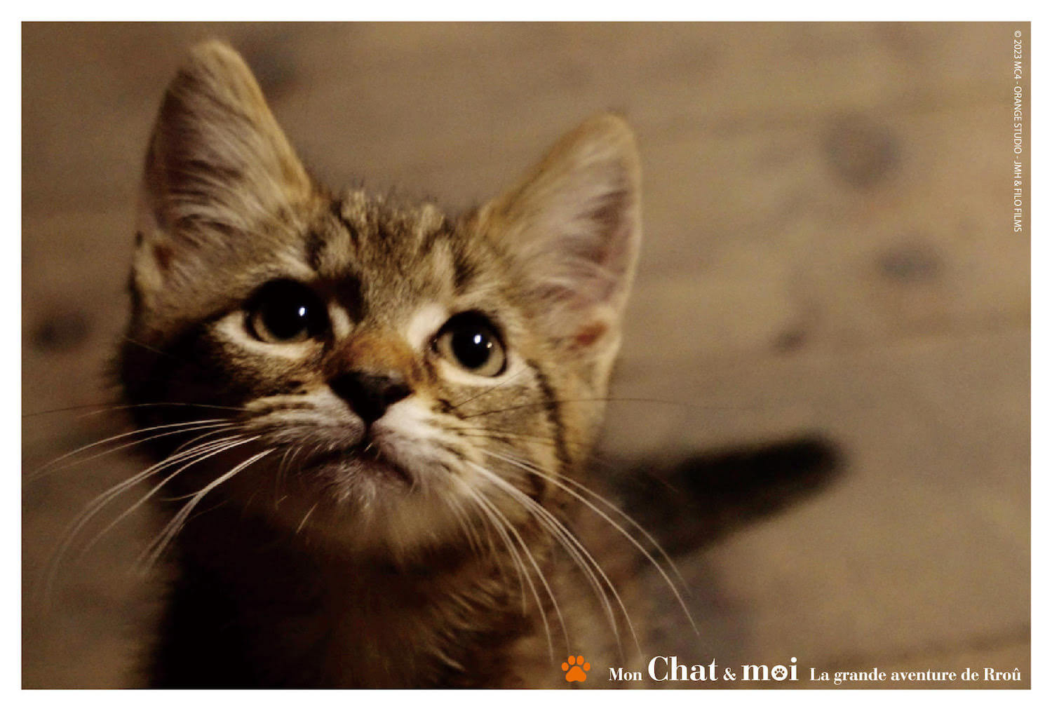 映画『ルー、パリで生まれた猫』に登場する猫ルーのポストカード