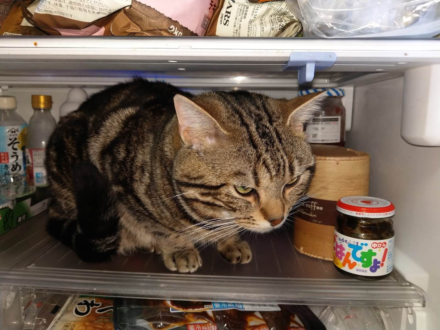 冷蔵庫の中でくつろぐのが好きな猫