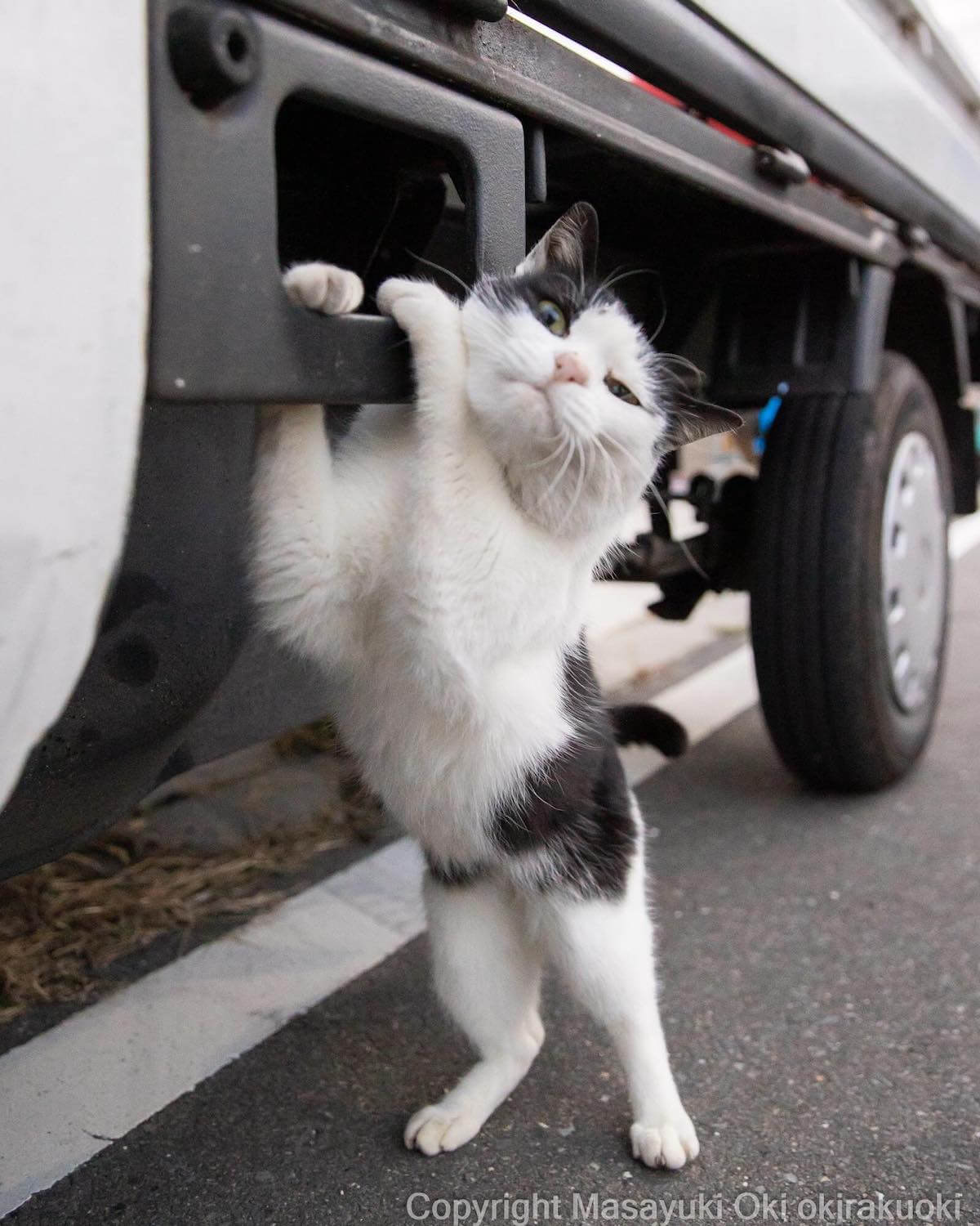 田代島で車両をかつぐ猫の写真 by 沖昌之