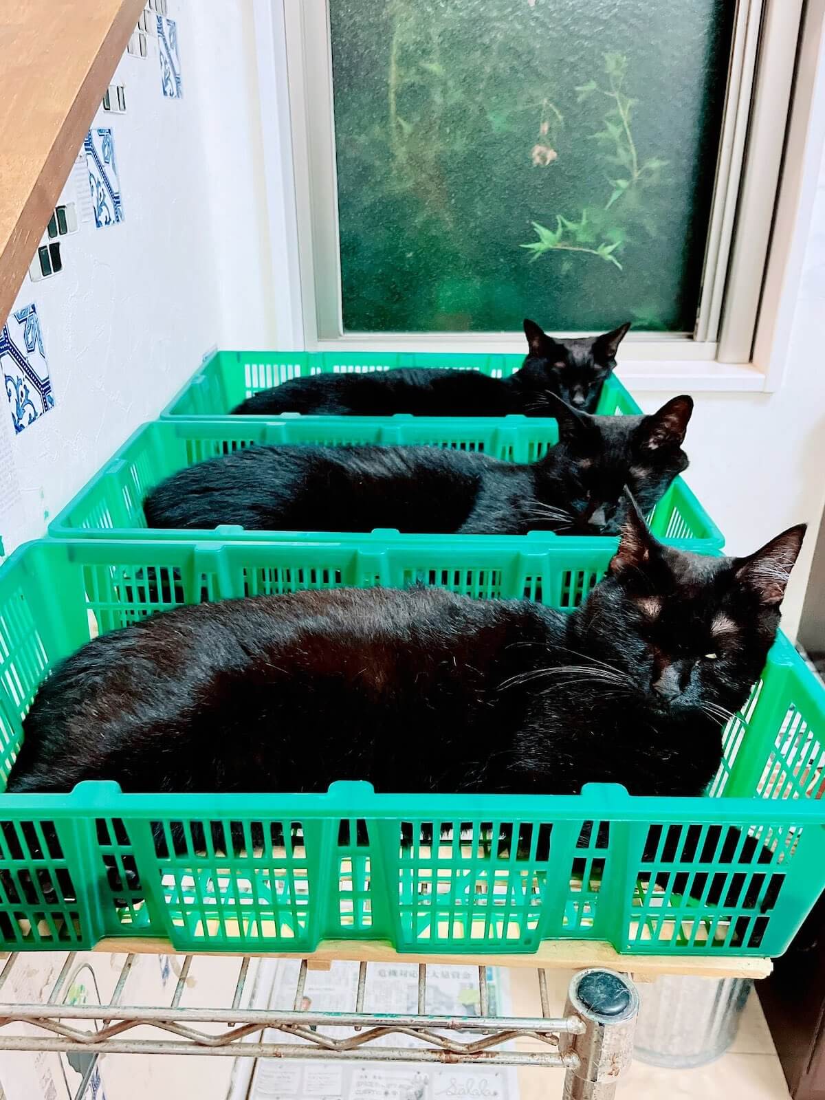 緑色のカゴでくつろぐ黒猫たち