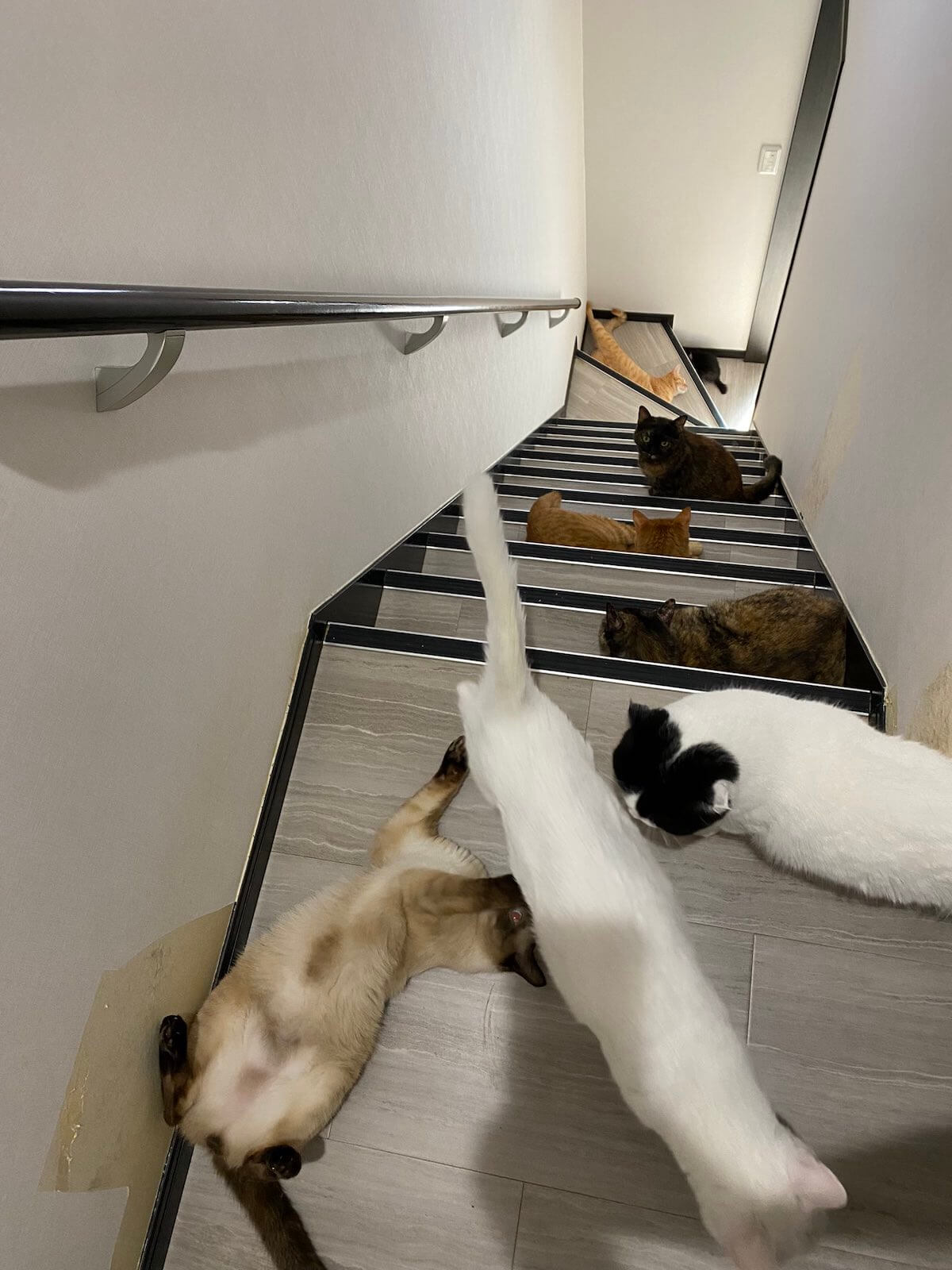 家の階段を占拠する8匹の猫