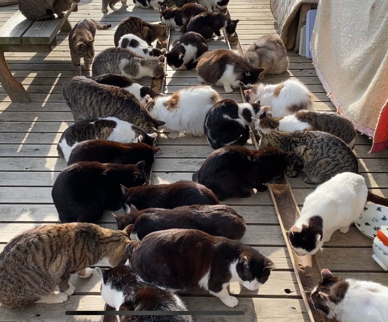 猫島・田代島にある休憩所『島のえき』で見られる猫のご飯タイム