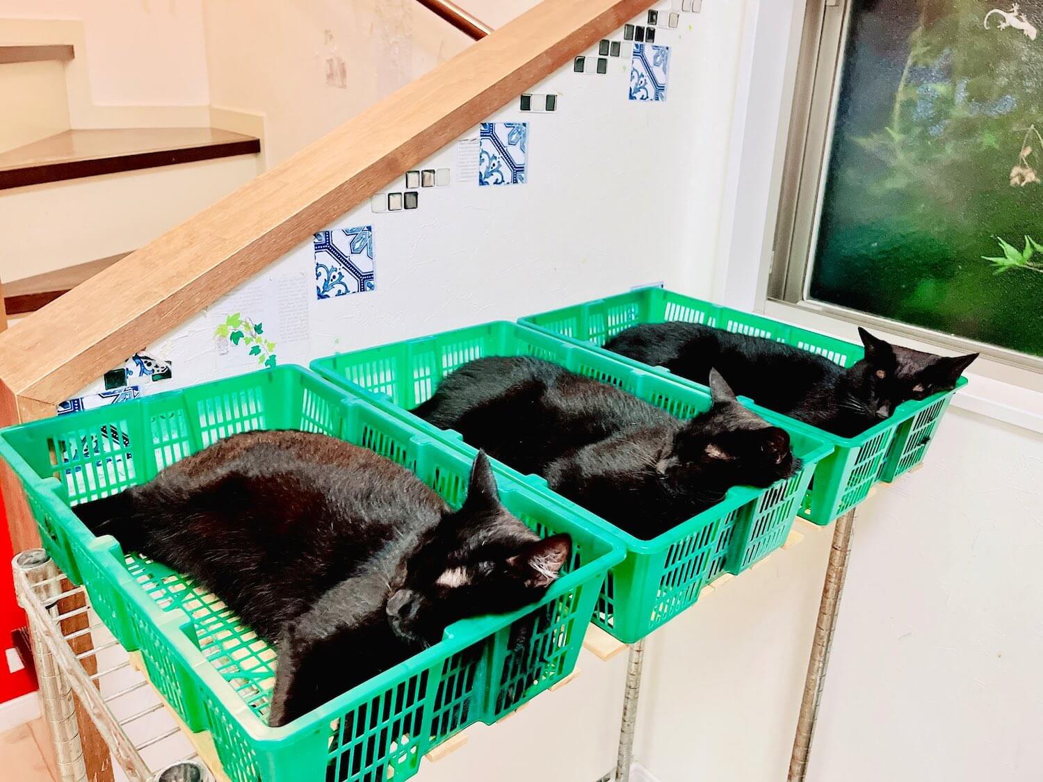 野菜カゴに入り込むのが好きな黒猫たち
