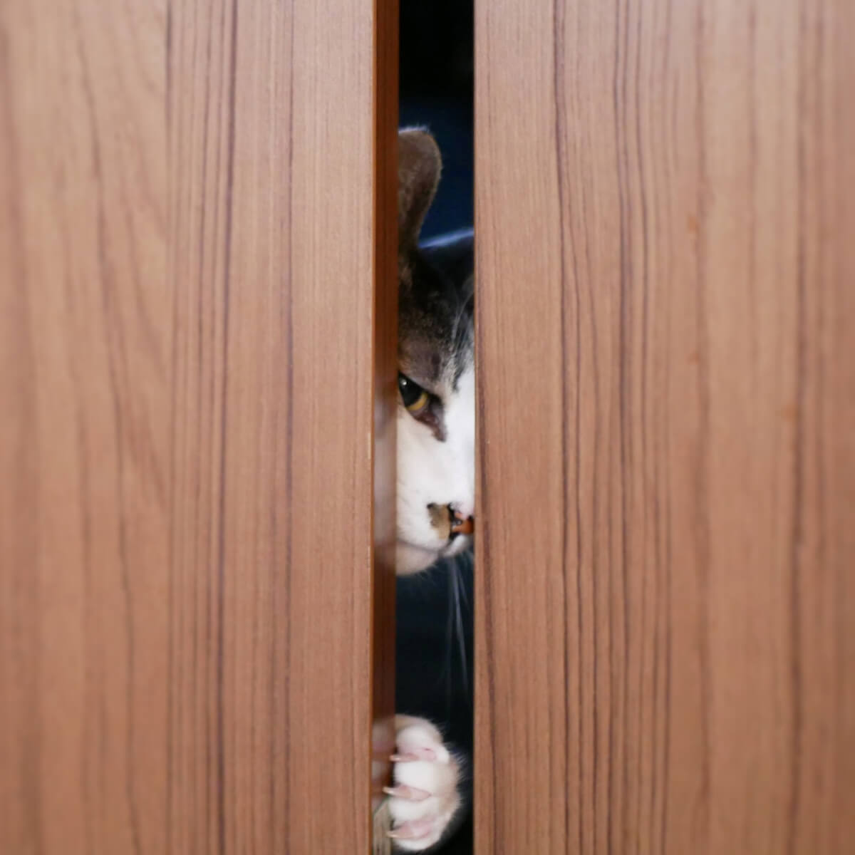 扉の隙間から安全を確認する警戒心の高い猫のイメージ写真