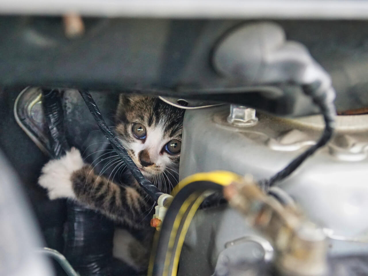 ボンネットの中のエンジンルームに潜り込んだ子猫のイメージ写真