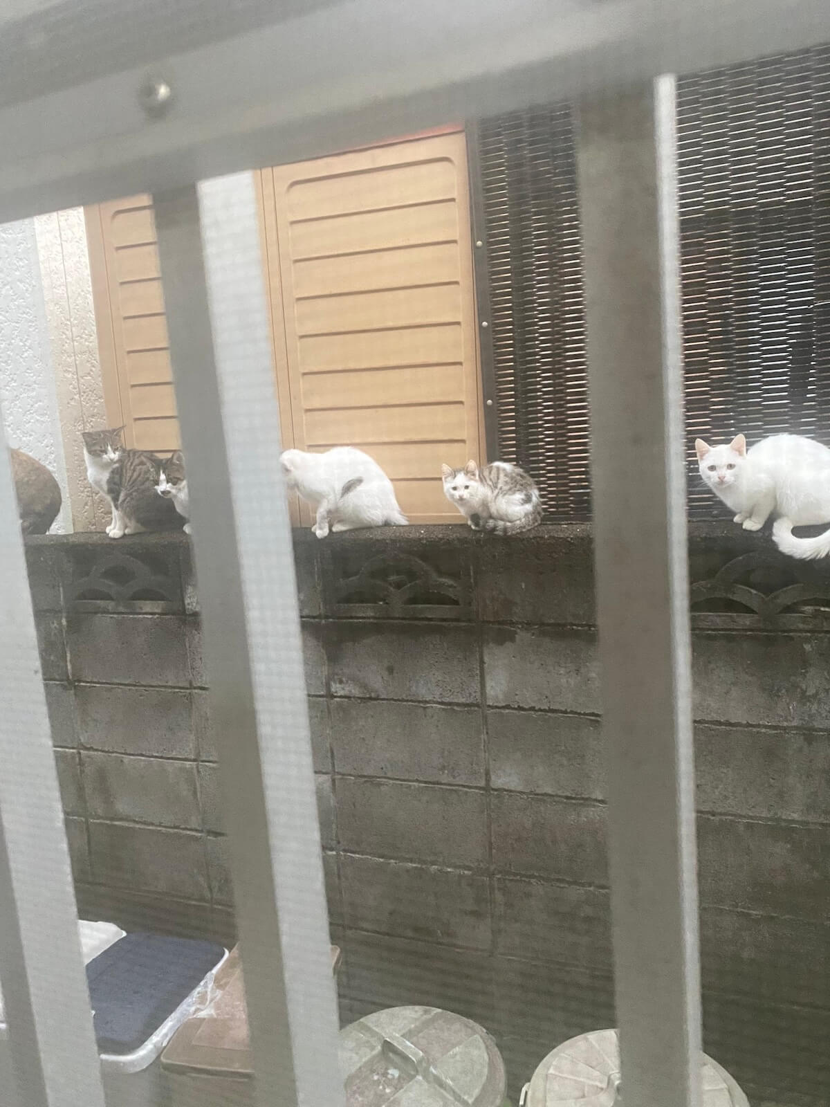 民家の塀の上に集まってきた6匹の野良猫