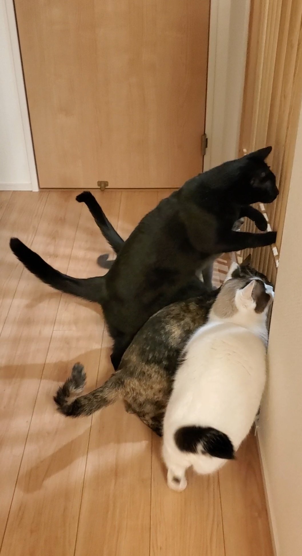 格子戸越しに集まる4匹の猫