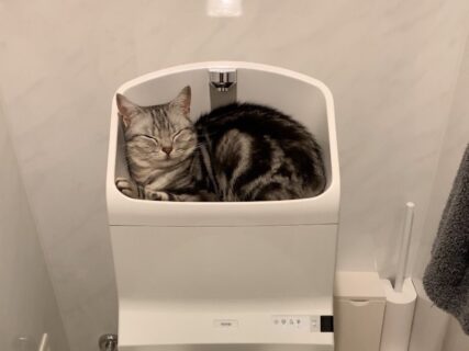 「そこは寝る場所じゃないw」「猫は液体だから流されちゃうよ」トイレタンクの上で眠る猫ちゃんのカワイイ姿がSNSで大反響