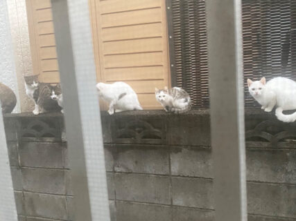 民家の塀になんと6匹の猫が集結！「うらやましい」「猫会議でもはじまりそう」の声とは裏腹に、家主さんが感じた不安とは…？