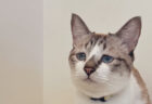 このしょんぼり顔を守りたい…タレ目で悲しそうな表情に見える猫、ミントちゃんの放っておけない不思議な魅力に独占取材で迫る
