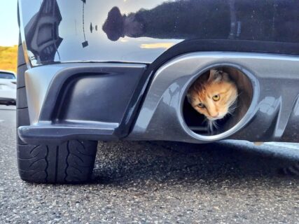 車のマフラーからひょっこり顔を出していたのは…なんと茶トラ猫！車に乗る時は前だけでなく後ろも猫バンバンを忘れずに