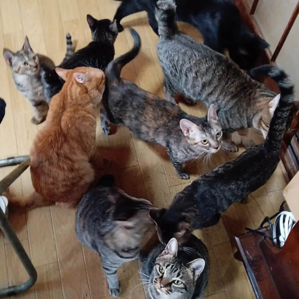 12匹の猫を飼っているpopncatさんのお家