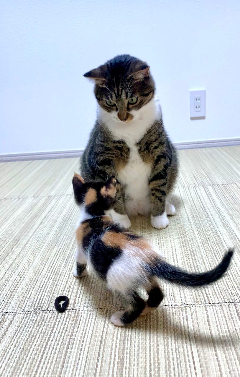 大きな猫に立ち向かう三毛猫と、受けて立つキジシロ猫