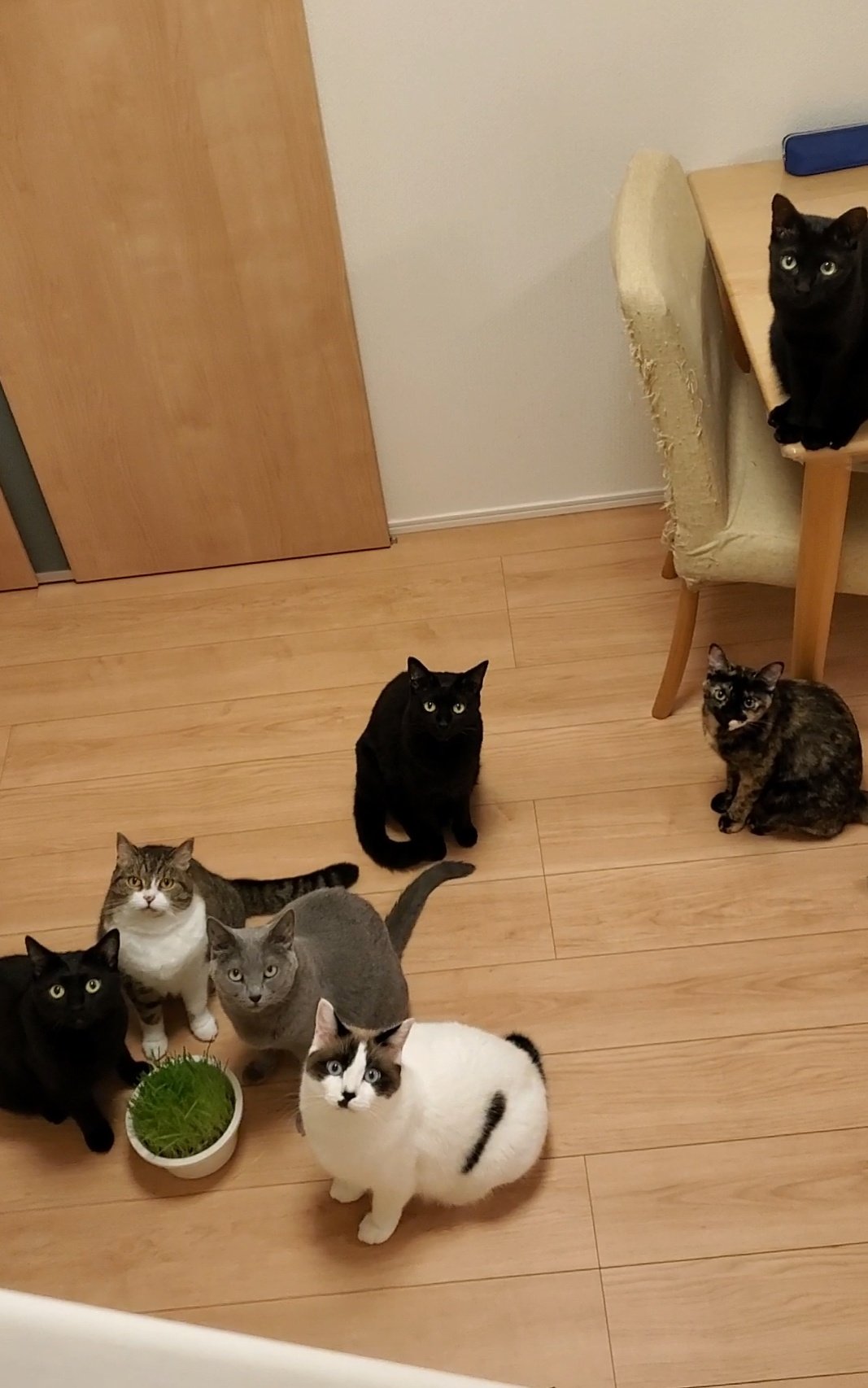 かりとん（@kariton28mhy25）さんの家の猫、7匹による全員集合写真