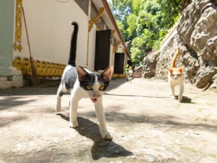 ラオスで撮影した猫の写真も展示！3名のネコ写真家が参加する、写真×猫雑貨×食のイベント「ねことのほほんたいむ」大阪で開催