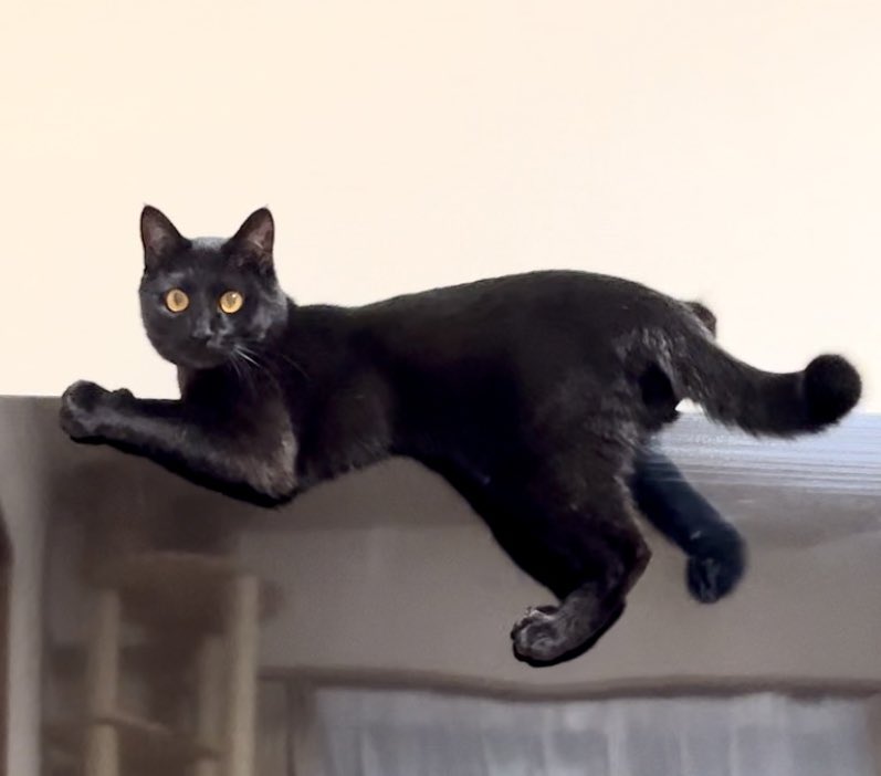 液晶テレビの上にまたがる黒猫