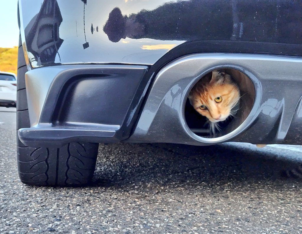 車のマフラーに潜り込んだ茶トラ猫