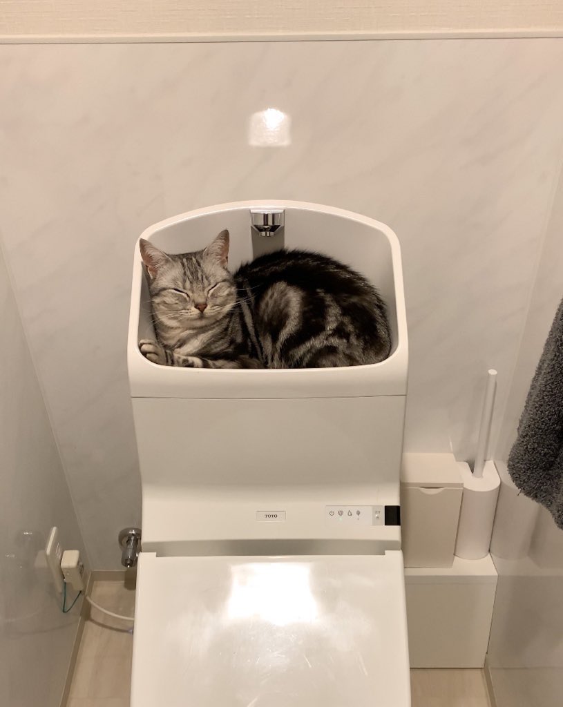 トイレタンクのフタの凹みで眠る猫の姿