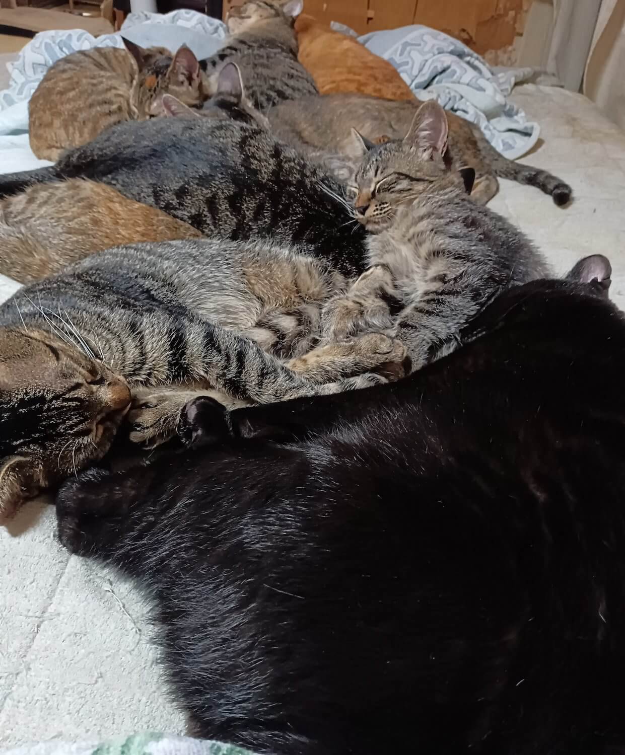 折り重なるようにして温め合って眠る9匹の猫たち（巨大猫団子）